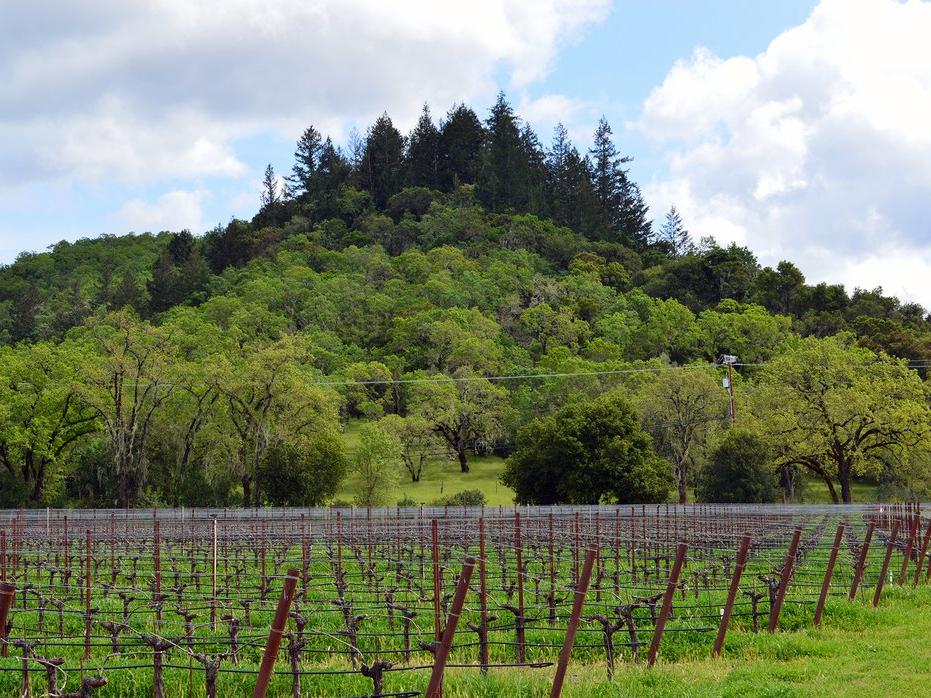 Napa Valley and Sonoma Bike Tour