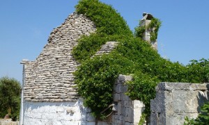 Tree Growing Over A Trullo In Puglia