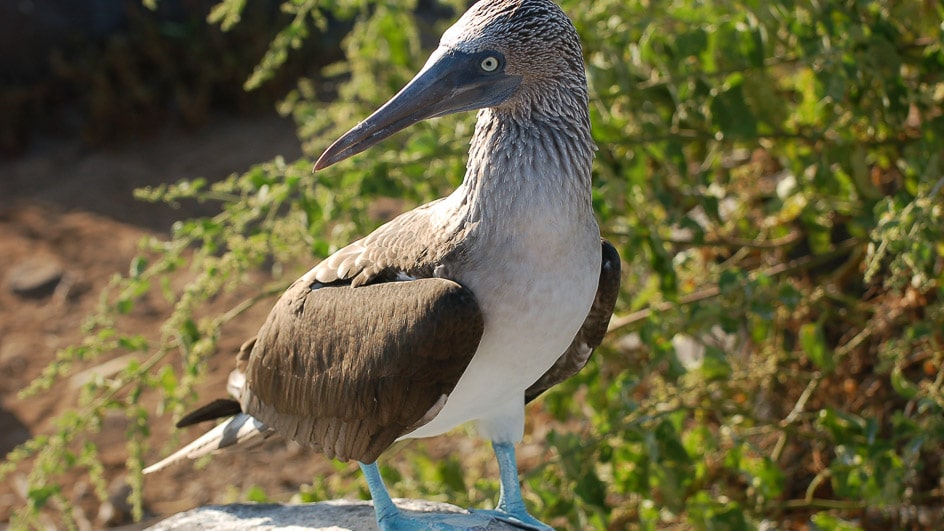 Into the Wild: 10 Unique Animals of South America | DuVine Into the Wild: 10 Unique Animals of South America | DuVine
