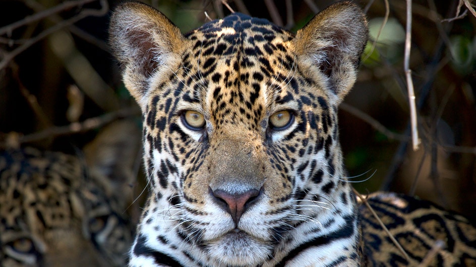 Into the Wild: 10 Unique Animals of South America | DuVine