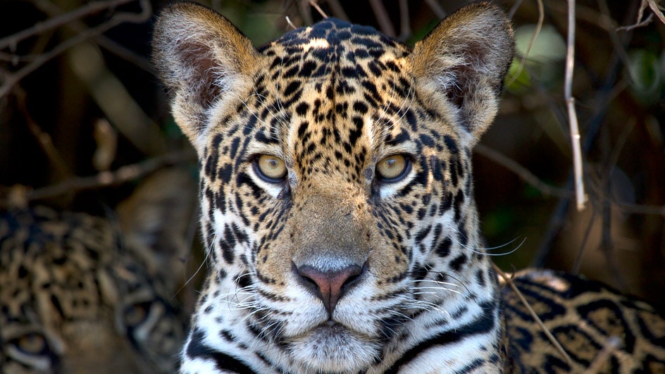 Into the Wild: 10 Unique Animals of South America | DuVine Into the Wild: 10 Unique Animals of South America | DuVine