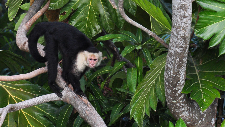 Animals In South America Rainforest - The amazon rainforest is one of the world's most important natural resources and provides around six percent of the world's oxygen.