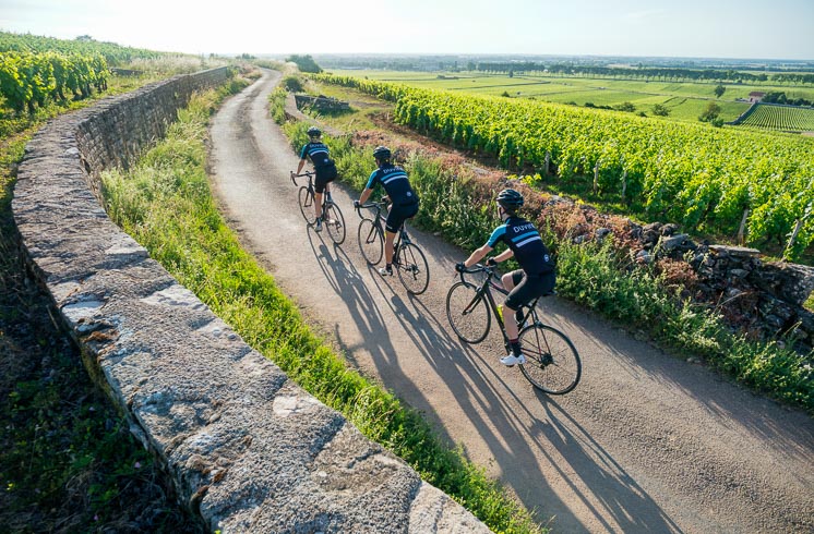 Three DuVine cyclists seen from behind while riding in the late afternoon on Burgundy's vineyard roads