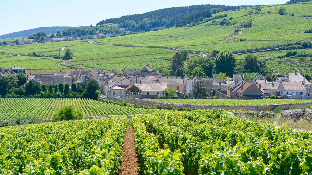 Vineyard landscape in Burgundy, France