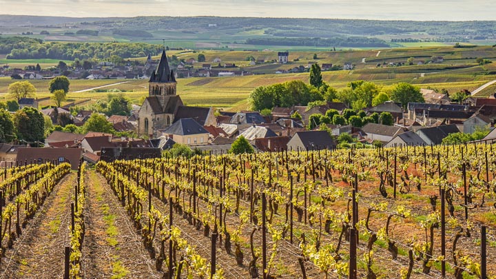 Young vineyards in the foreground of Eglise de Ville-Dommange, Champagne, France